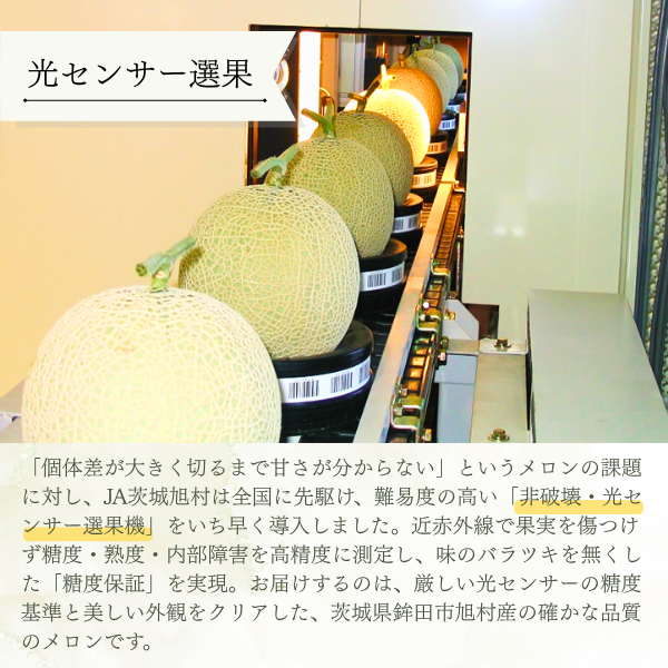 茨城旭村 アールスメロン【丸秀品】の商品画像 3