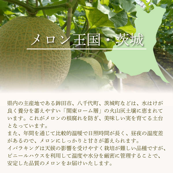 茨城旭村 アールスメロン【丸秀品】の商品画像 10