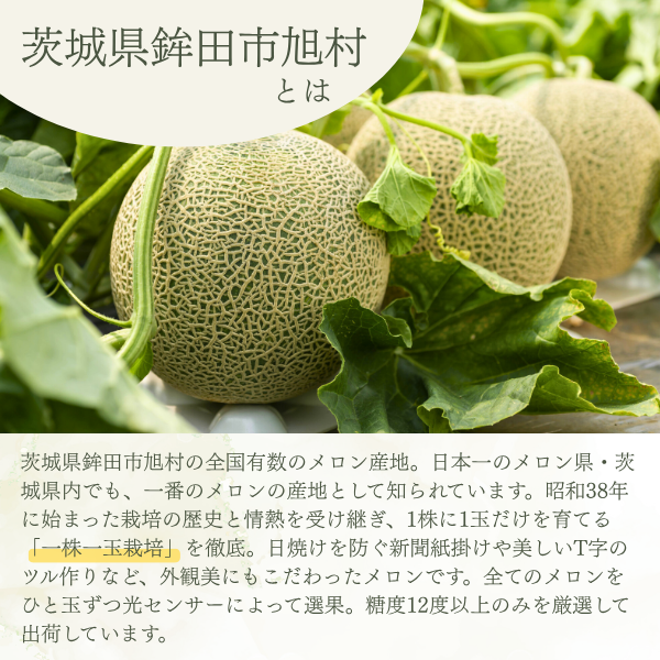 茨城旭村 アールスメロン【丸秀品】の商品画像 8
