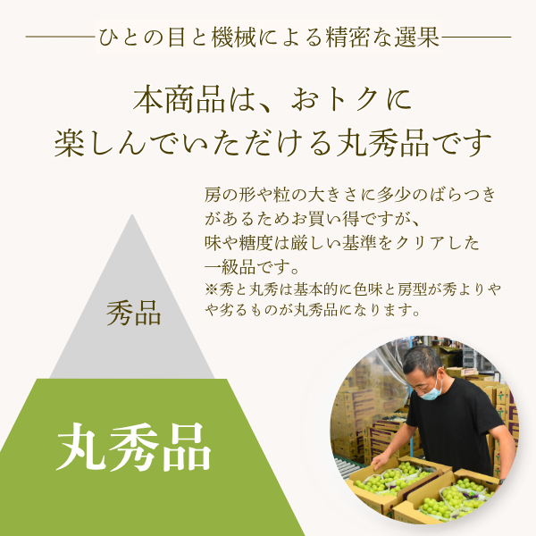 【ご褒美用】山梨シャインマスカット　２房入の商品画像 2