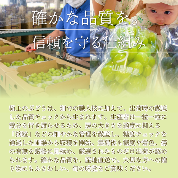 【ご褒美用】山梨シャインマスカット　２房入の商品画像 8