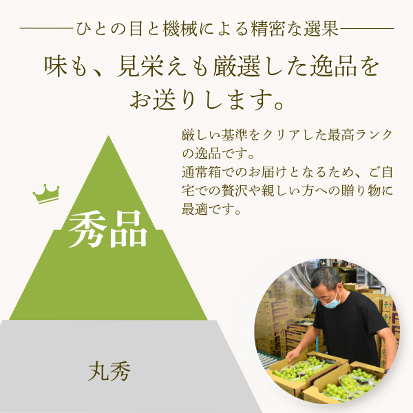 山梨ぶどう山盛りセット 7房おまとめの商品画像 2