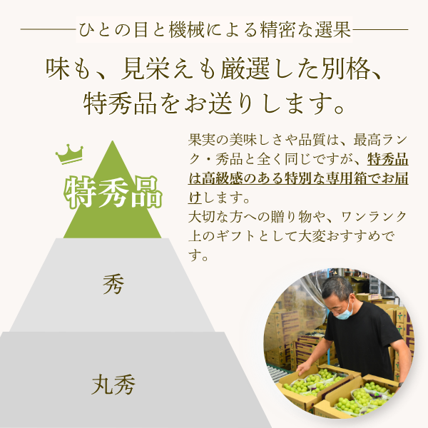 【限定販売】山梨シャインマスカット 特秀品の商品画像 4