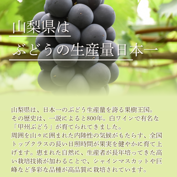 【限定販売】山梨シャインマスカット 特秀品の商品画像 7