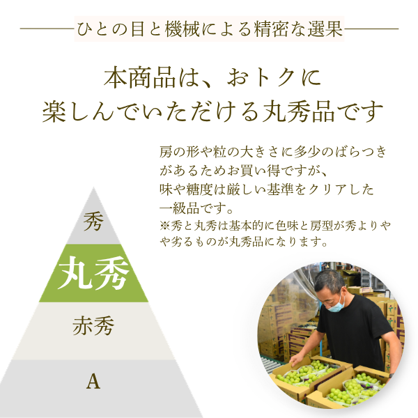 【ご褒美用】山梨シャインマスカット　２房入の商品画像 2