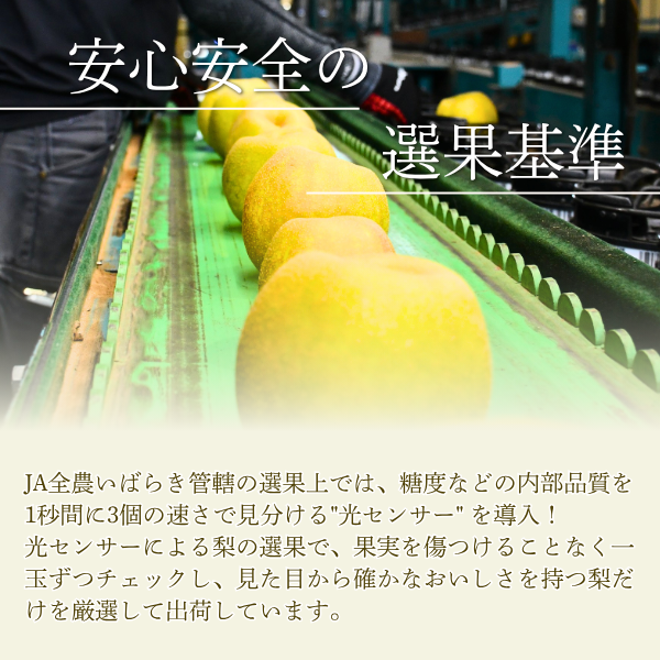 ＼シーズン終了間際の特価でご提供／恵水梨【茨城県オリジナル品種】の商品画像 10
