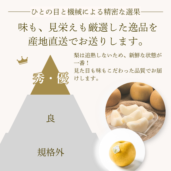 ＼シーズン終了間際の特価でご提供／恵水梨【茨城県オリジナル品種】の商品画像 6