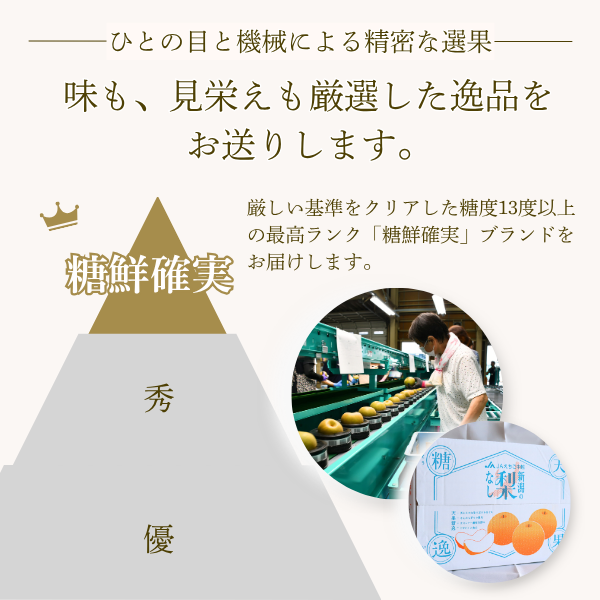 あきづき　〜糖度１３度以上保証の日本梨〜【JA直送】の商品画像 6