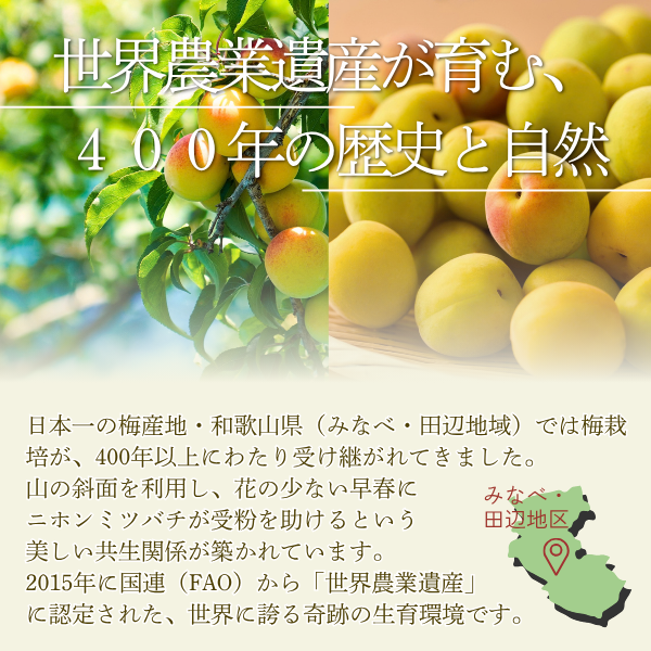 【日本一の梅産地和歌山県から】選べる2種の梅干し ＜紀州南高＞の商品画像 9