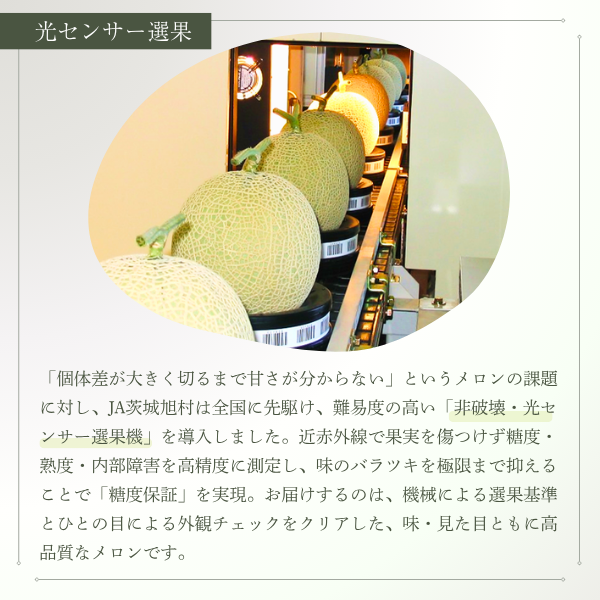 ＼これを逃したら１年後／ アールスメロン ２玉 化粧箱入【茨城旭村産】の商品画像 3