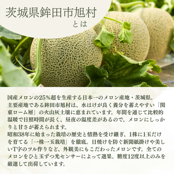 ＼これを逃したら１年後／ アールスメロン ２玉 化粧箱入【茨城旭村産】の商品画像 8